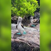 Un pennuto con le zampe azzurre fosforescenti, sembra Ai ma è la natura