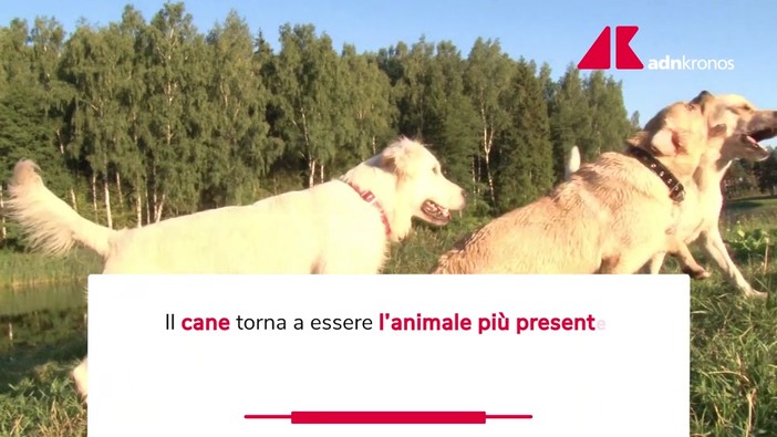 Un italiano su tre vive con un animale da compagnia