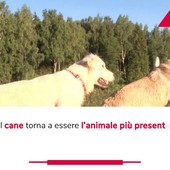 Un italiano su tre vive con un animale da compagnia