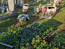 Centoventi viole per il cimitero dei bambini a Magenta, da Jessica, Miriam, Natascia e Sara
