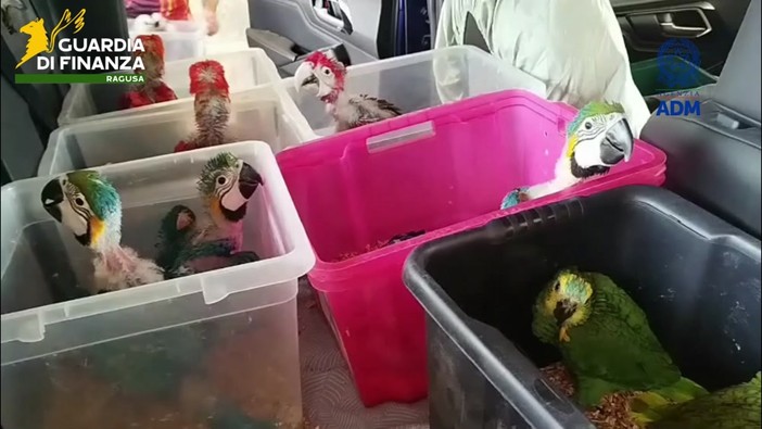 Oltre 70 pappagalli e 300 tartarughe stipati in un'auto, maxi sequestro in Sicilia Oltre 70 pappagalli e 300 tartarughe stipati in un'auto, maxi sequestro in Sicilia