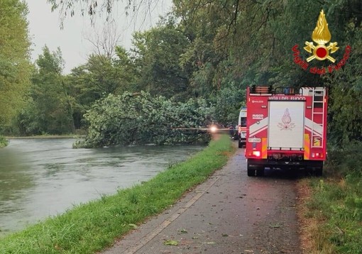 Tragedia a Robecchetto con Induno: albero crolla per il maltempo e uccide una donna