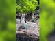 Un pennuto con le zampe azzurre fosforescenti, sembra Ai ma è la natura Un pennuto con le zampe azzurre fosforescenti, sembra Ai ma è la natura