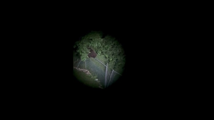 L'orso climber scavalca un'alta rete, il video di M123 avvistato nel Vicentino L'orso climber scavalca un'alta rete, il video di M123 avvistato nel Vicentino