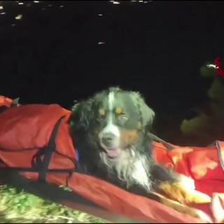 Baloo non riesce più a camminare, cane soccorso in montagna dai Vigili del fuoco