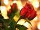 San Valentino: piante e fiori più gettonati dei cioccolatini. E non si rinuncia alla cena “fuori”