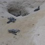 Wwf a difesa delle tartarughe marine, in Sicilia primato di deposizioni Wwf a difesa delle tartarughe marine, in Sicilia primato di deposizioni