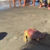 Il ritorno in mare della Caretta caretta Fortuna, un mese fa era stata soccorsa a Maccarese Il ritorno in mare della Caretta caretta Fortuna, un mese fa era stata soccorsa a Maccarese
