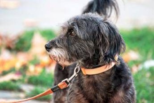 Avere un cane protegge il cuore e allunga la vita, il maxi studio Avere un cane protegge il cuore e allunga la vita, il maxi studio