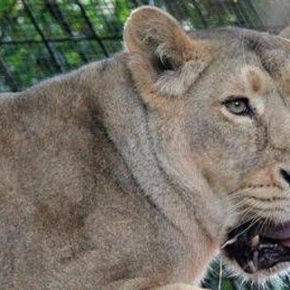 Kenya, 14enne uccisa dall'attacco di una leonessa