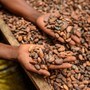Alimenti, Icam presenta bilancio di sostenibilità 2025: la filiera del cacao che crea valore