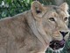 Kenya, 14enne uccisa dall'attacco di una leonessa