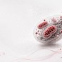 Ricerca, studio italiano svela il ruolo dei mitocondri nell'invecchiamento sano