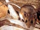 Hantavirus, il punto sul virus Andes: cosa sappiamo e cosa fare Hantavirus, il punto sul virus Andes: cosa sappiamo e cosa fare