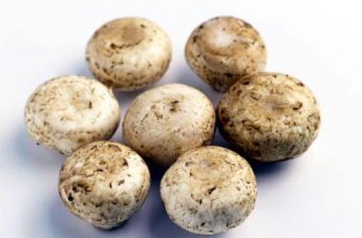 Da funghi champignon possibile azione anti-cancro prostata, si studia meccanismo Da funghi champignon possibile azione anti-cancro prostata, si studia meccanismo