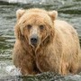 Backpack è l'orso più grasso dell'Alaska, eletto il vincitore del concorso 'Fat Bear Week' Backpack è l'orso più grasso dell'Alaska, eletto il vincitore del concorso 'Fat Bear Week'