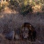 Pakistan, leone cresciuto in casa scappa e finisce in strada a Lahore: 3 feriti
