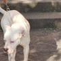 Seduta al tavolino di un bar viene azzannata in testa da un cane sfuggito alla dog sitter Seduta al tavolino di un bar viene azzannata in testa da un cane sfuggito alla dog sitter
