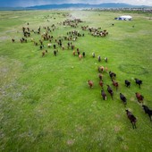 La Cina punta sulle sue praterie per migliorare l’ecosistema nazionale