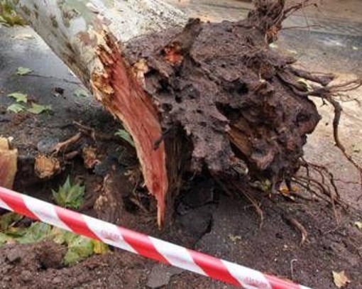 Albero cade su auto nel Materano, morto un ragazzo