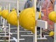 Si rompe braccio elevatore, operaio precipita e muore a Colleferro