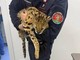 Milano, trovato e catturato un gattopardo africano nel parco di Garbagnate Milano, trovato e catturato un gattopardo africano nel parco di Garbagnate