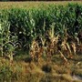 Vicenza, bracciante agricolo trovato morto in un campo di mais a Sossano