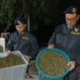 Scoperta “fabbrica della droga” a Napoli, sequestrata una tonnellata di cannabis Scoperta “fabbrica della droga” a Napoli, sequestrata una tonnellata di cannabis