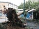 Maltempo, alberi caduti e allagamenti in Lombardia e Liguria