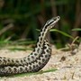 Morso di vipera, cosa fare? &quot;Calma primo antidoto per non diffondere il veleno&quot;