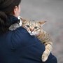 Gatti anziani come gli umani, con l'età anche i mici dimenticano: lo studio