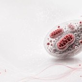 Ricerca, studio italiano svela il ruolo dei mitocondri nell'invecchiamento sano