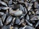 Caldo fa strage di molluschi nel delta del Po, moria di cozze e vongole