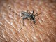 West Nile a Oristano, morta un'altra persona: è la quarta vittima del virus nella provincia West Nile a Oristano, morta un'altra persona: è la quarta vittima del virus nella provincia