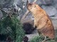 Troppo caldo in Svizzera, le marmotte traslocano più in alto (ma non troppo)