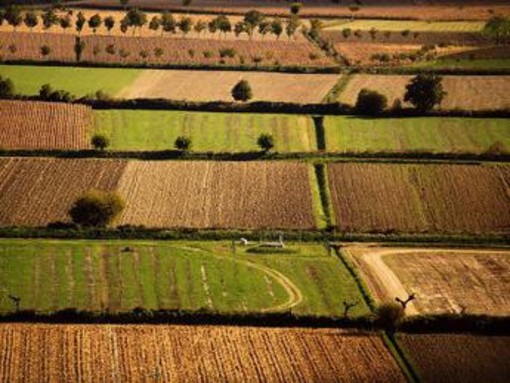 Banca nazionale delle Terre Agricole (Bta), al via nona edizione: in vendita 8.863 ettari per un valore di oltre 121 milioni di euro Banca nazionale delle Terre Agricole (Bta), al via nona edizione: in vendita 8.863 ettari per un valore di oltre 121 milioni di euro