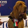 Bruno, cane eroe ucciso con boccone pieno di chiodi