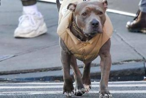 Milano, carabinieri provano ad arrestare un 69enne ma il suo pittbull non ci sta e azzanna Milano, carabinieri provano ad arrestare un 69enne ma il suo pittbull non ci sta e azzanna