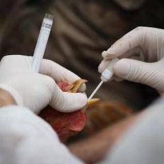 Aviaria, vaccino sperimentale promette protezione completa contro H5N1: cosa significa