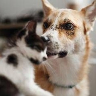Carcere e multe per chi maltratta gli animali, da oggi in vigore legge Brambilla