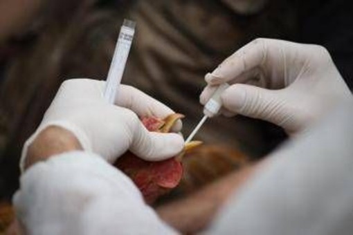 Aviaria, vaccino sperimentale promette protezione completa contro H5N1: cosa significa