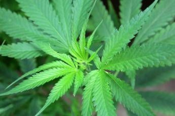 Cannabis, cannabidiolo nuovo alimento: ecco limite provvisorio per assunzione sicura Cannabis, cannabidiolo nuovo alimento: ecco limite provvisorio per assunzione sicura