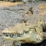 Brisbane 2032, ok al fiume dei coccodrilli: gare di canottaggio si faranno sul Fitzroy
