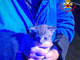 Chiuso in un sacchetto e gettato in una campana del vetro, salvato gattino di 20 giorni