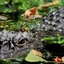 Aggredito e trascinato sott’acqua da un alligatore mentre pesca: morto 71enne Aggredito e trascinato sott’acqua da un alligatore mentre pesca: morto 71enne