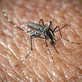 L'Oms lancia l'allarme, il virus West Nile cresce in Europa, 21 casi in Italia L'Oms lancia l'allarme, il virus West Nile cresce in Europa, 21 casi in Italia