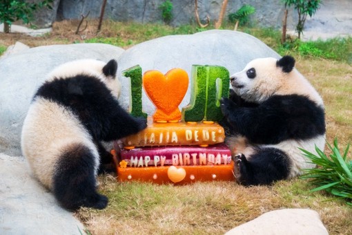 L’Ocean Park di Hong Kong celebra i 50 anni con nuove strutture e iniziative L’Ocean Park di Hong Kong celebra i 50 anni con nuove strutture e iniziative