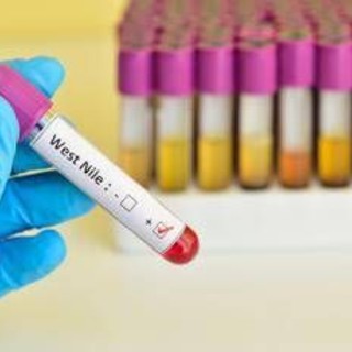 West Nile, Italia al primo posto in Europa per casi nell'uomo: il report Ecdc