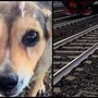 Cagnolina legata sui binari e uccisa, la confessione choc: &quot;Mi hanno chiesto di farlo&quot;