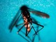 West Nile, altri due casi sospetti a Latina: verifiche in corso
